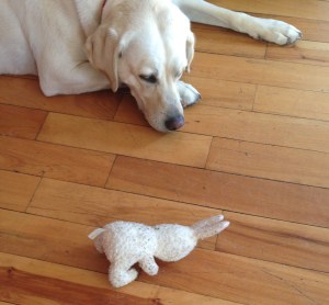 Lucy is resting after chasing her bunny.